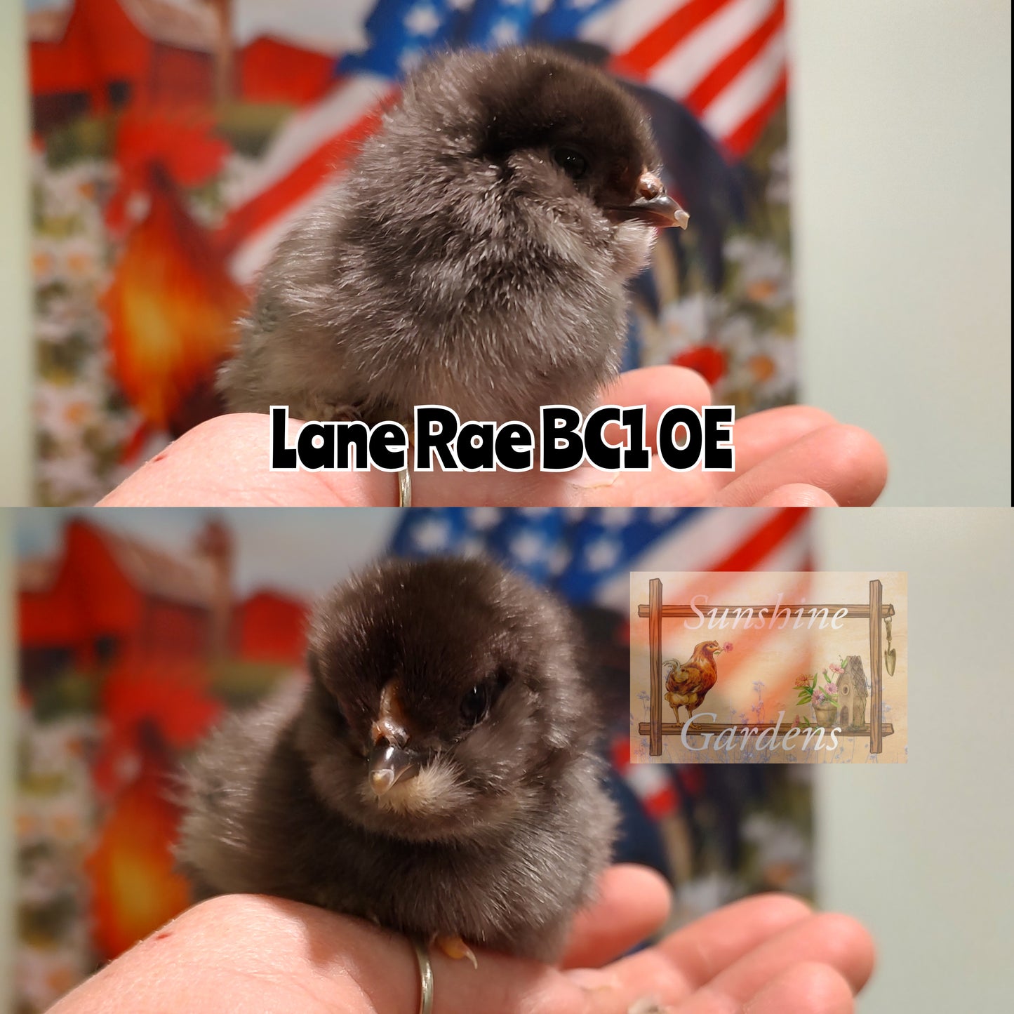 Lane Rae Olive Eggers (LROE) - Multi-generation - 6 Hatching Eggs*