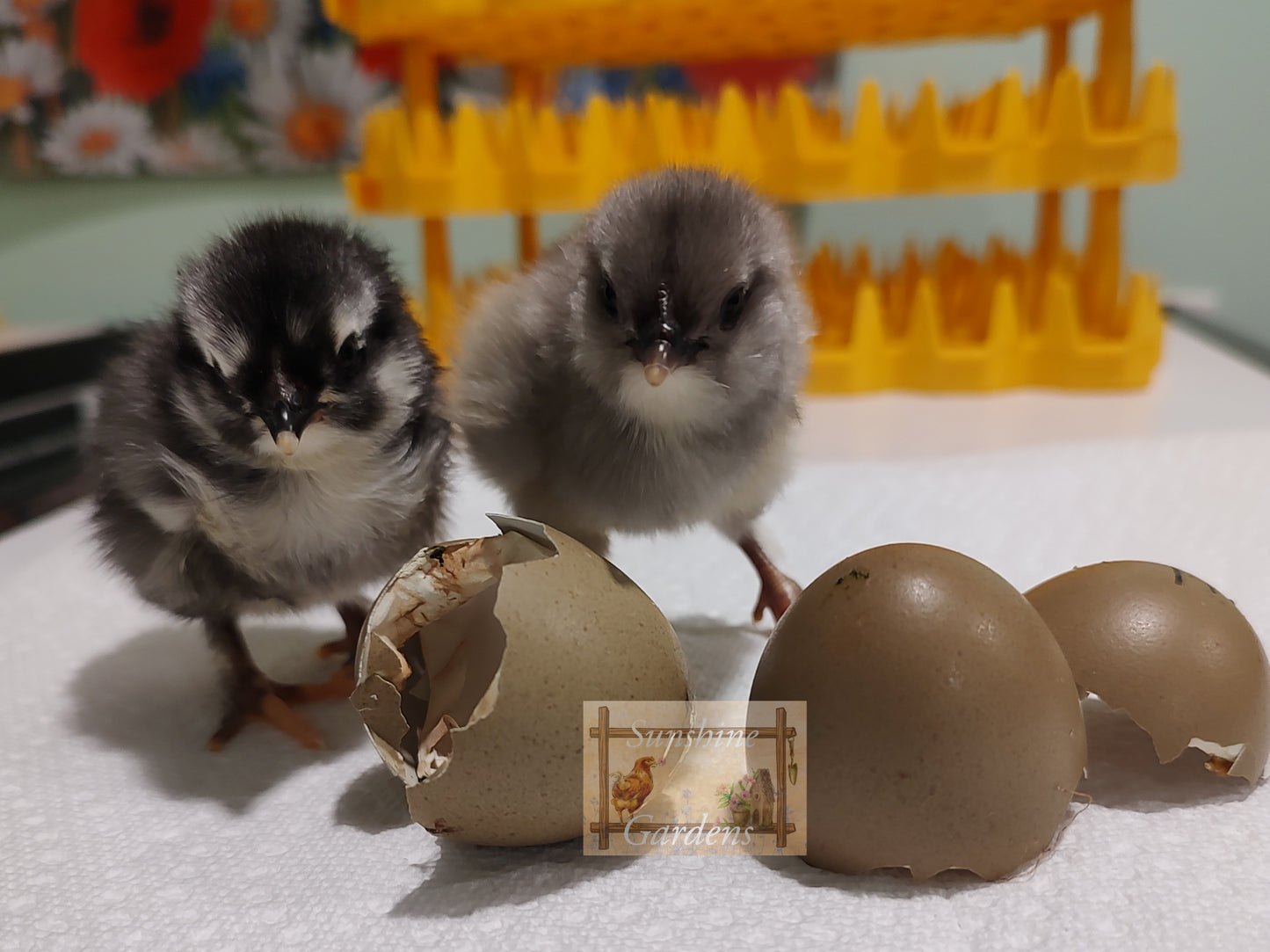 Lane Rae Olive Eggers (LROE) - Multi-generation - 6 Hatching Eggs*