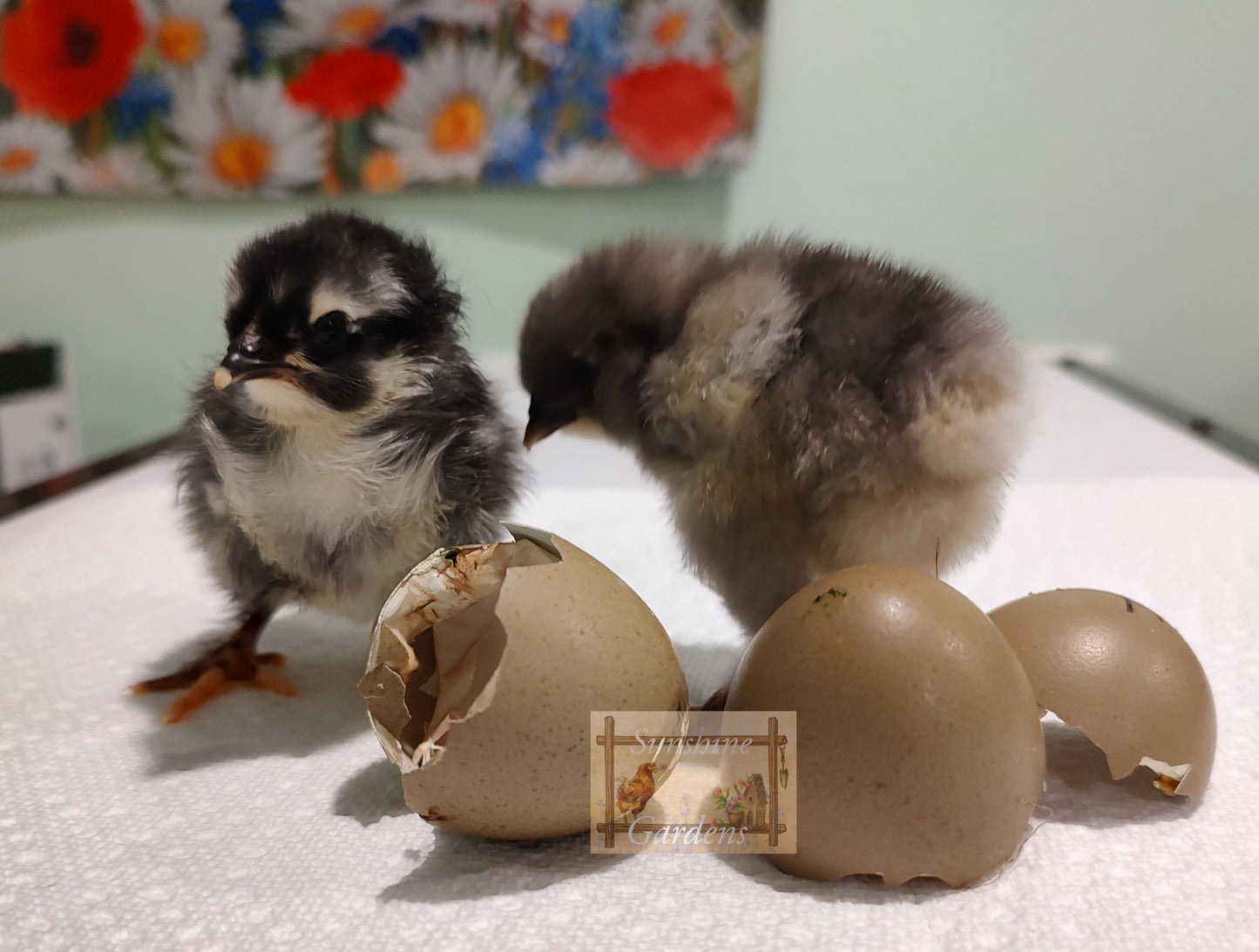 Lane Rae Olive Eggers (LROE) - Multi-generation - 6 Hatching Eggs*