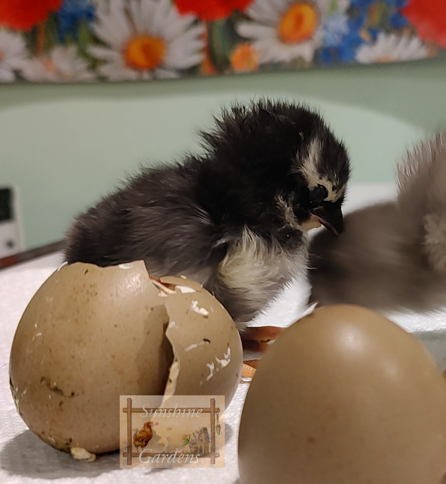 Lane Rae Olive Eggers (LROE) - Multi-generation - 6 Hatching Eggs*