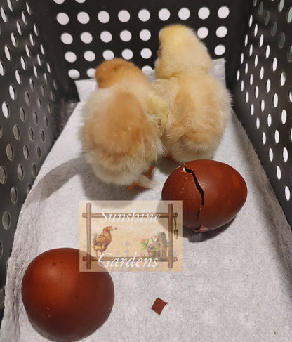 Black Tailed Red Marans (BTR) - Straight run ONLY*