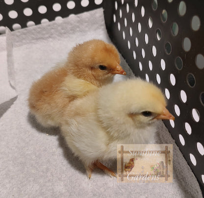 Black Tailed Red Marans (BTR) - Straight run ONLY*