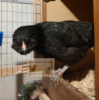 Christopher Lynn Easter Eggers - Pullet -8 week old