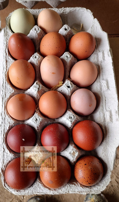 Rainbow Dozen - 12 Hatching Eggs*