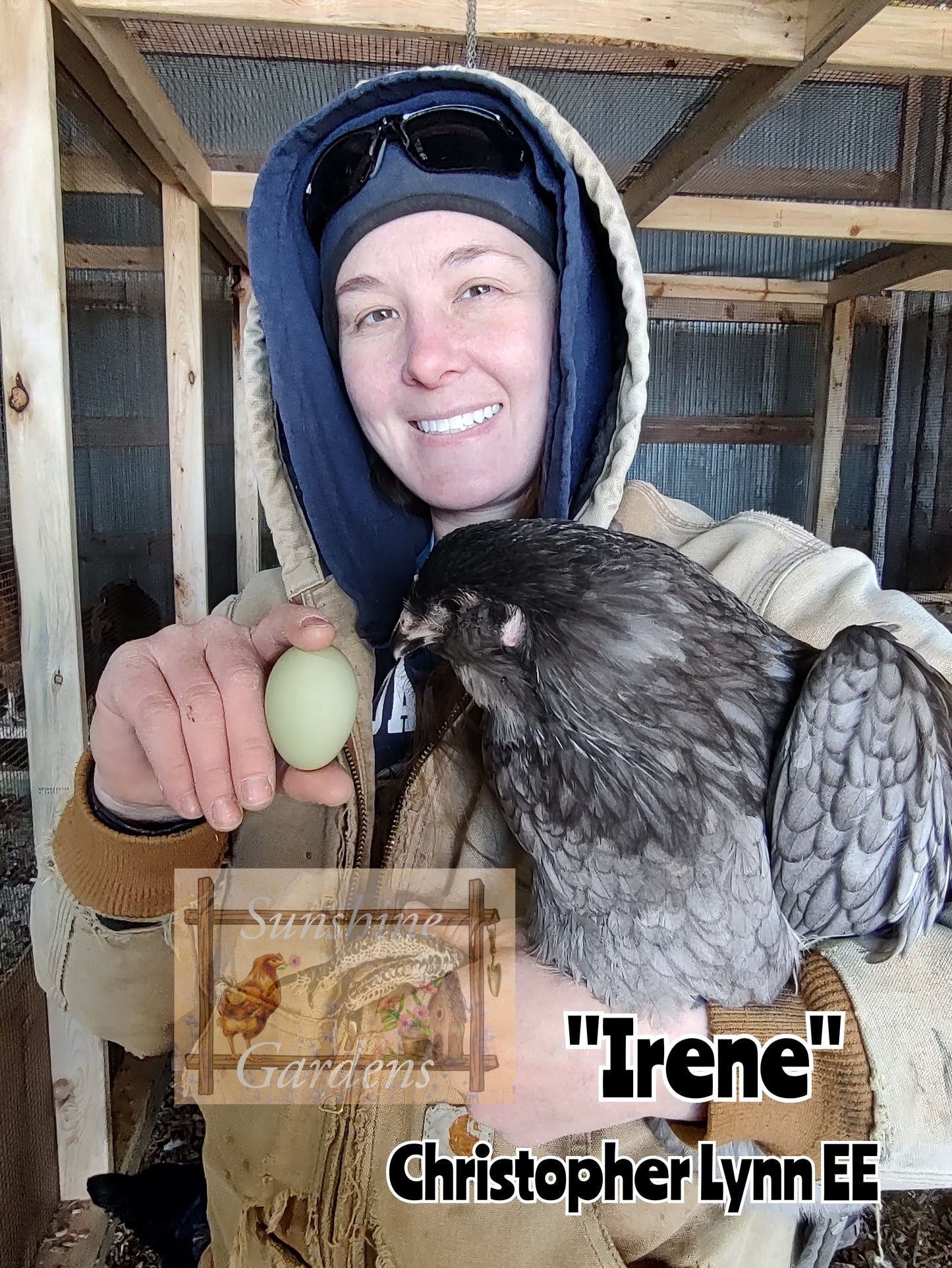 Christopher Lynn Easter Eggers (CLEE) - 6 Hatching Eggs*