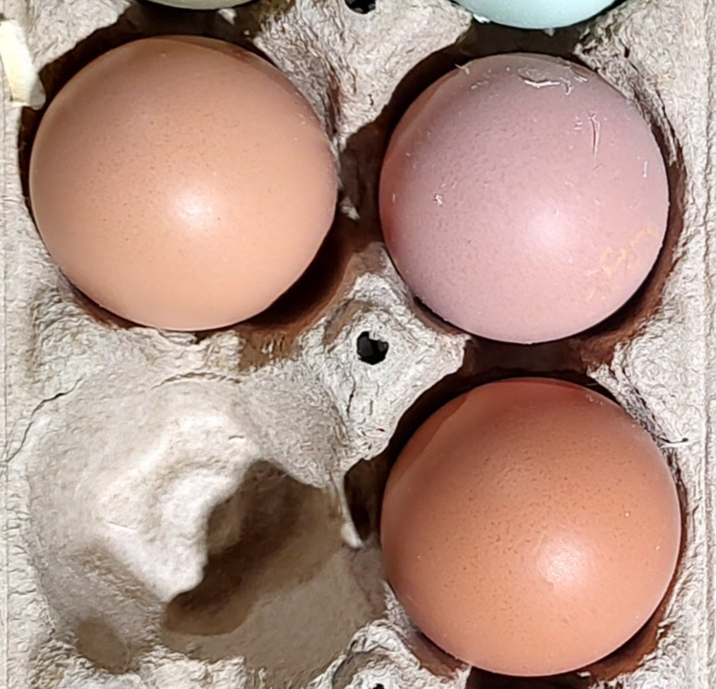 Delaware - 12 Hatching Eggs*