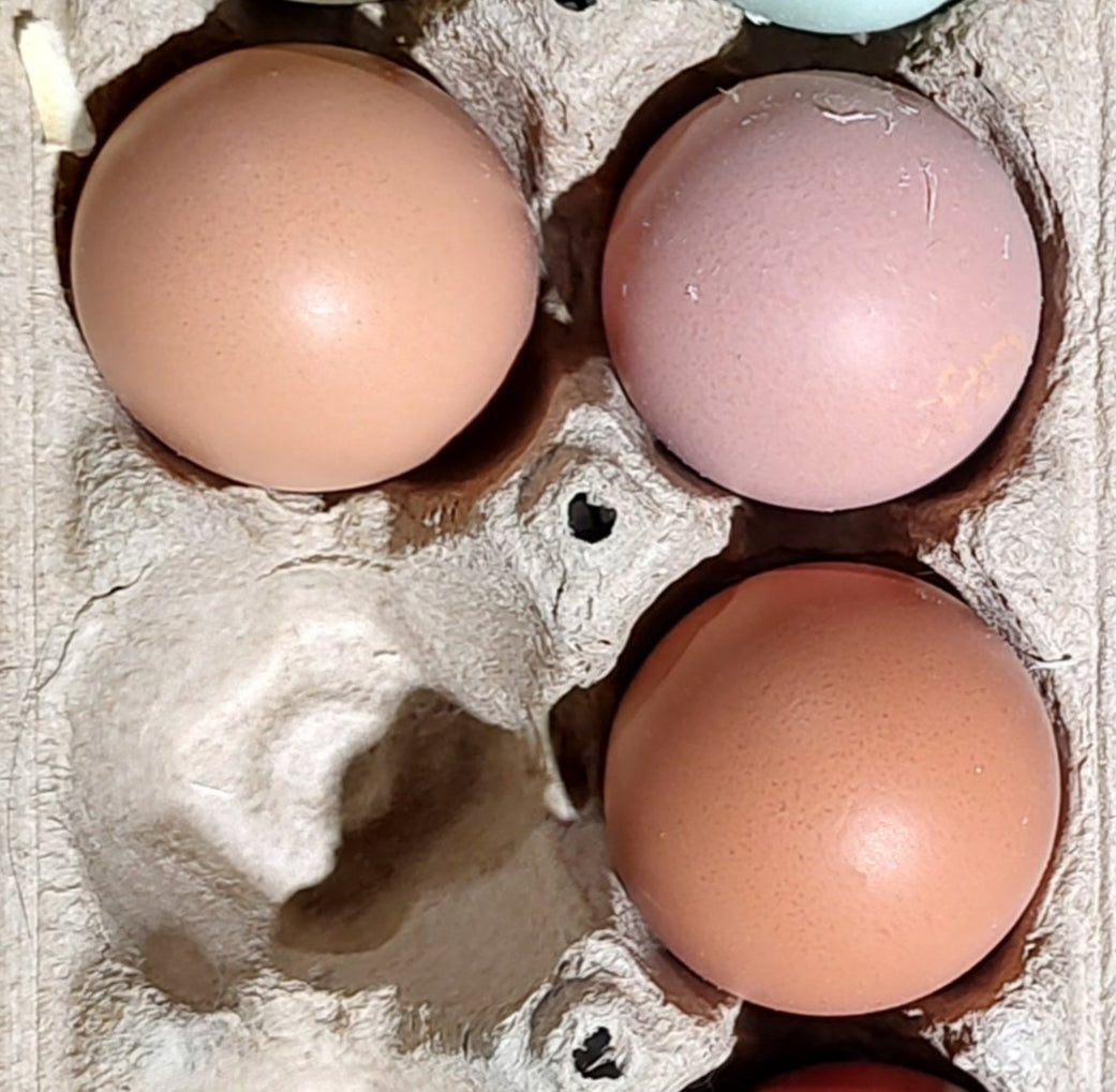Delaware - 6 Hatching Eggs*