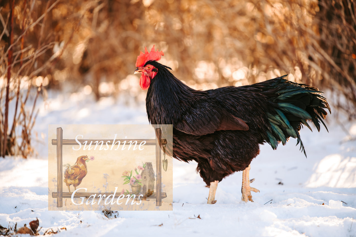 Heritage Rhode Island Reds - 12 Hatching Eggs*
