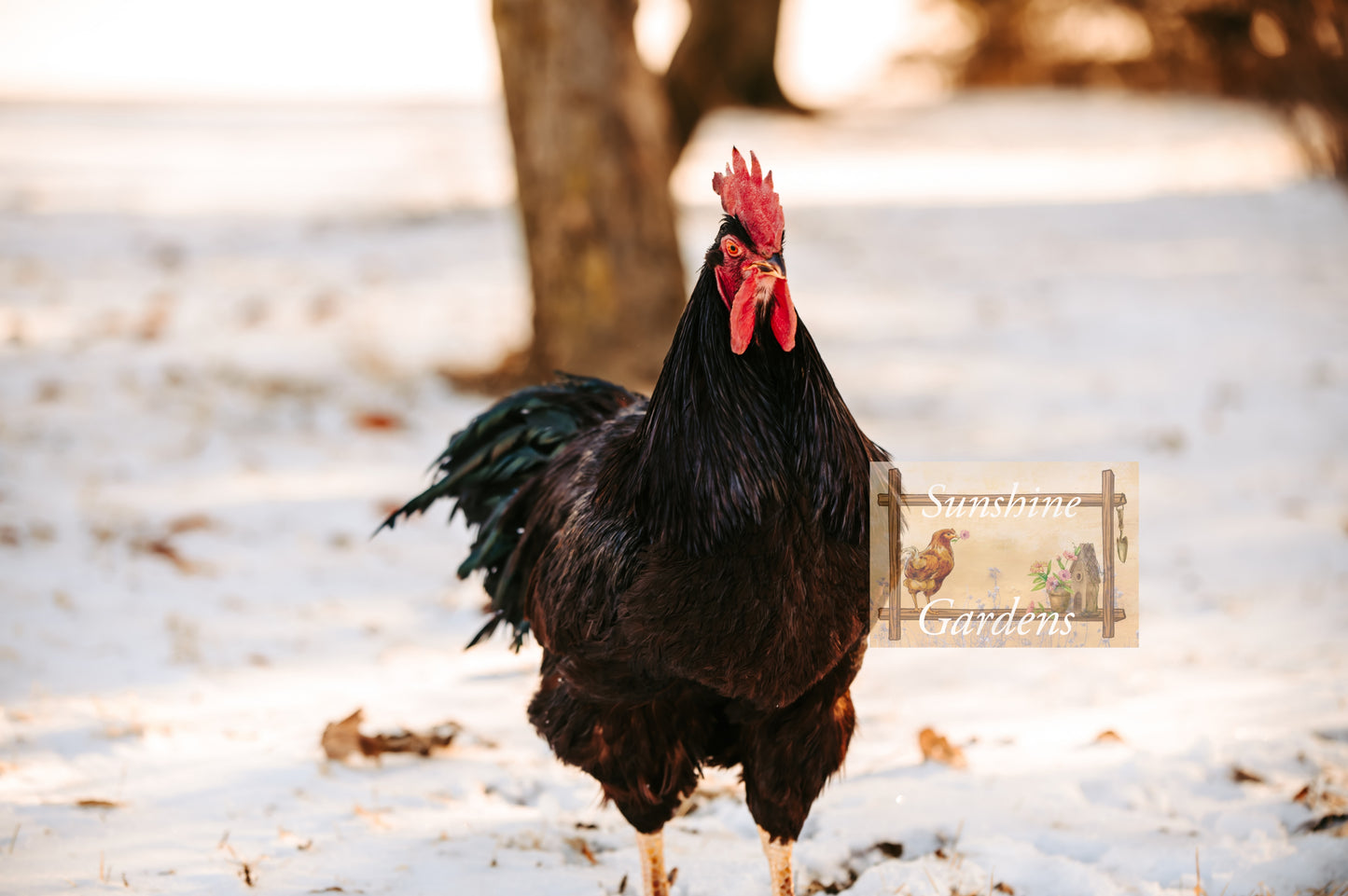 Heritage Rhode Island Reds - 6 Hatching Eggs*