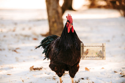 Heritage Rhode Island Reds - 12 Hatching Eggs*