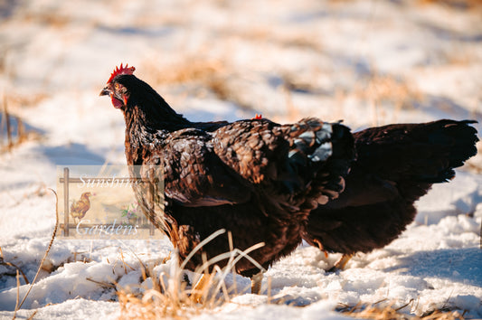 Heritage Rhode Island Red: Pullet 4-6 Months old