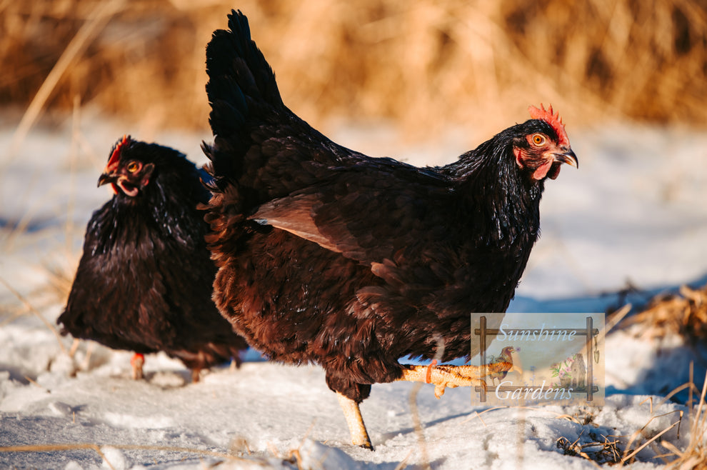 Heritage Rhode Island Reds - Straight Run ONLY* – Sunshine Gardens Poultry