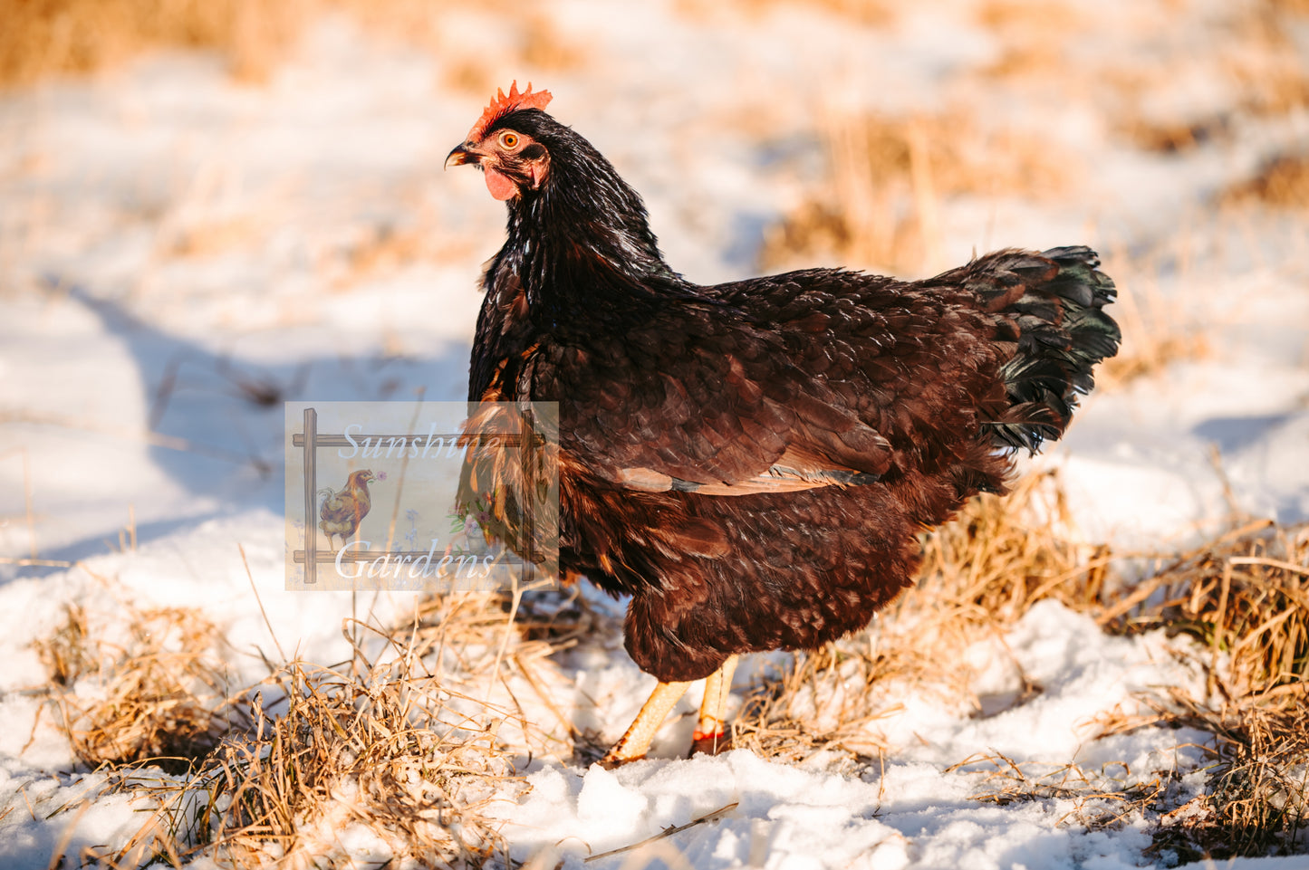 Heritage Rhode Island Reds - 12 Hatching Eggs*