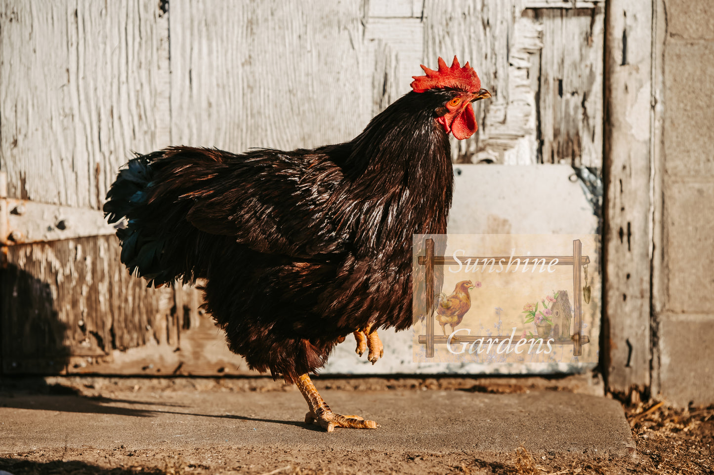 Heritage Rhode Island Reds - 6 Hatching Eggs*