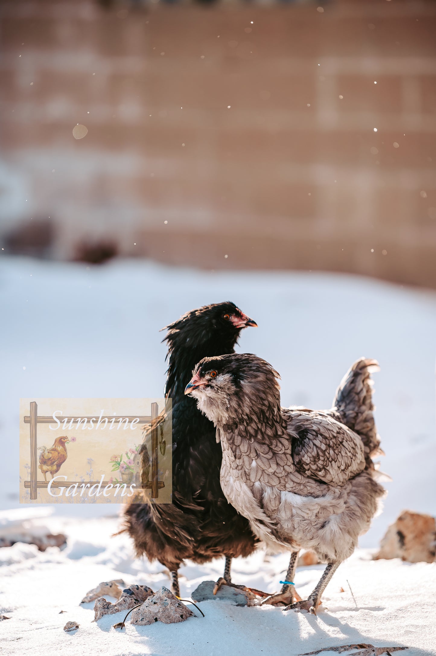 Christopher Lynn Easter Eggers (CLEE) - 12 Hatching Eggs*