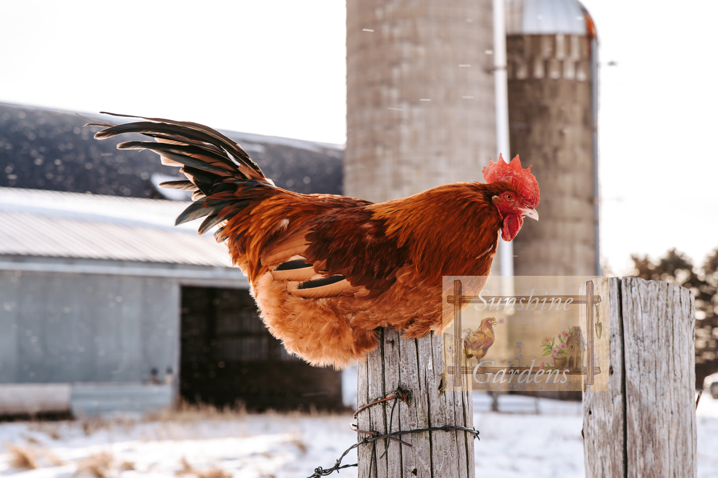 Black Tailed Red Marans (BTR) - Straight run ONLY*