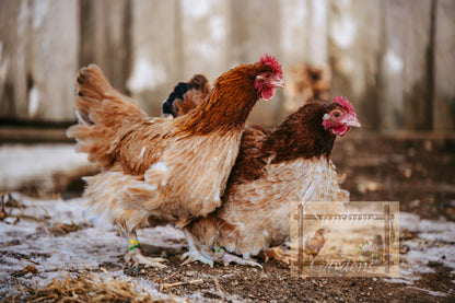 Black Tailed Red Marans (BTR) - Straight run ONLY*