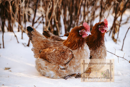 Black Tailed Red Marans (BTR) - Straight run ONLY*