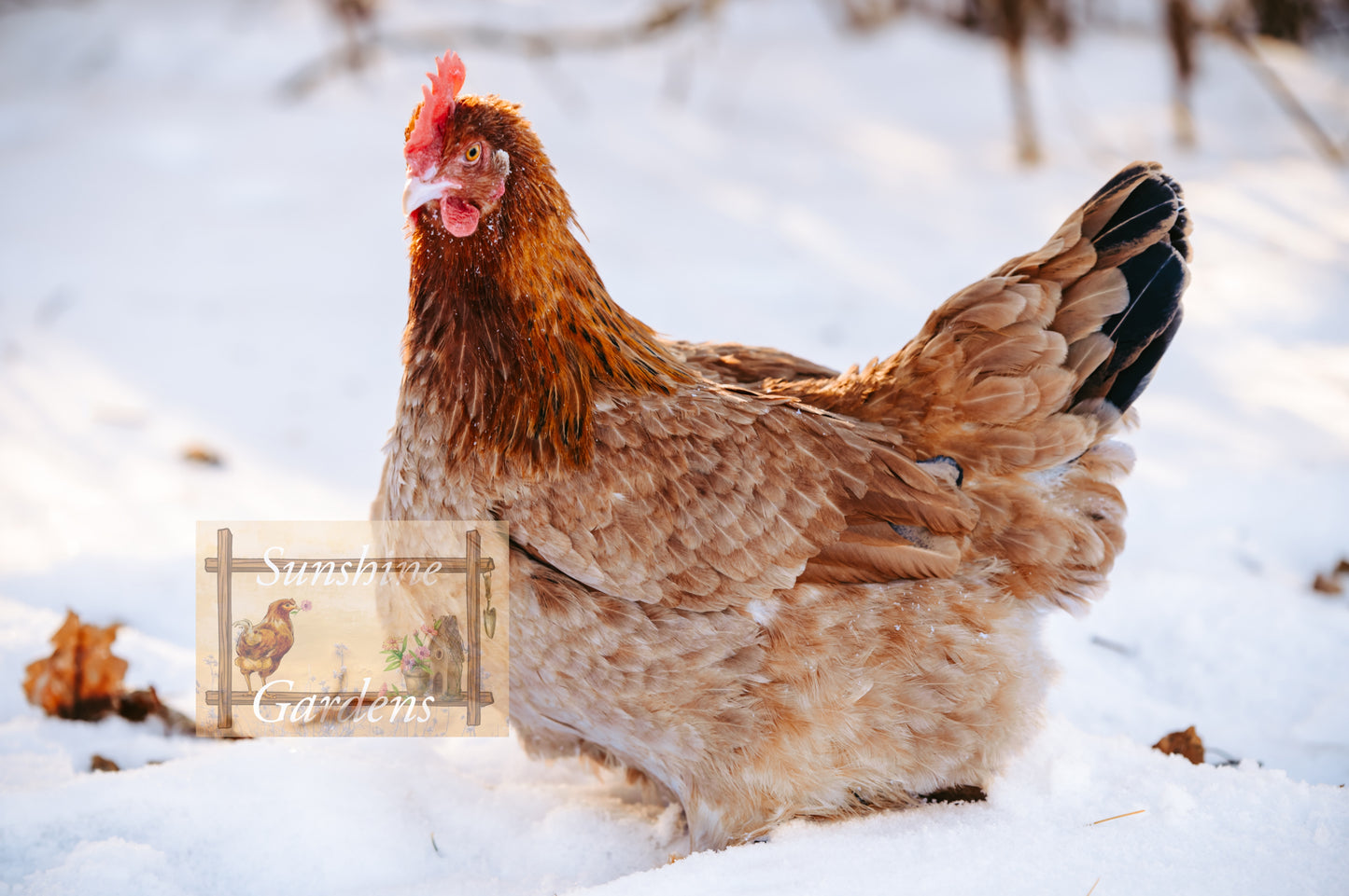 Black Tailed Red Marans (BTR) - Straight run ONLY*