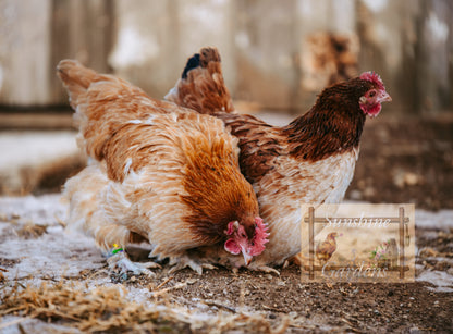 Black Tailed Red Marans (BTR) - Straight run ONLY*