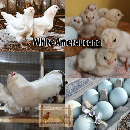 **PRE-ORDER** White Ameraucanas: Pullet 6-8 weeks old