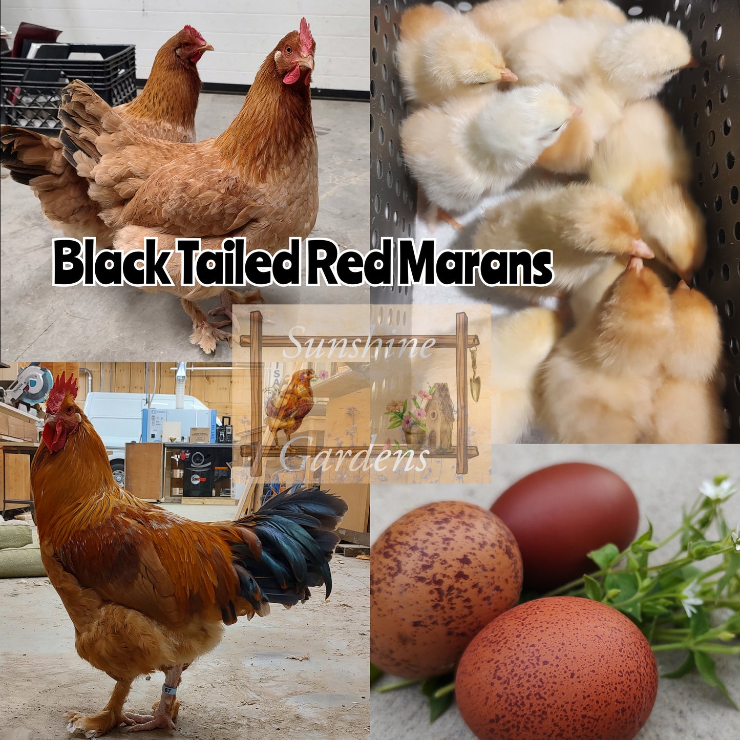 Black Tailed Red Marans (BTR) - Straight run ONLY*