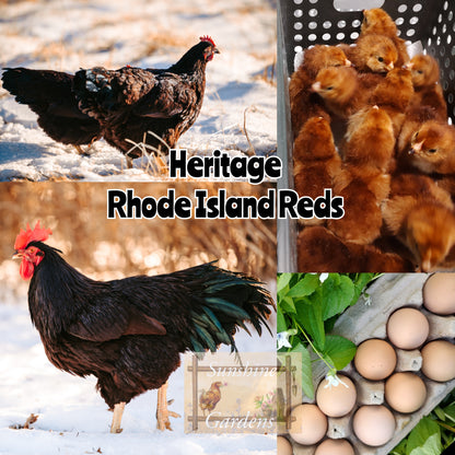 Heritage Rhode Island Reds - Straight Run ONLY*