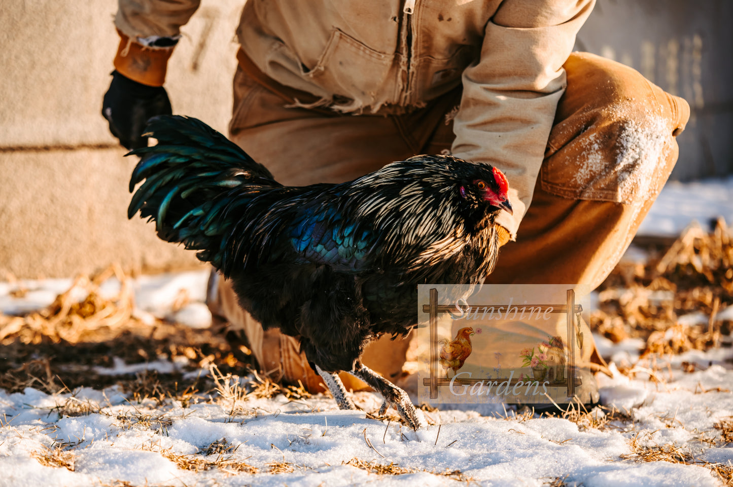Christopher Lynn Easter Eggers (CLEE) - 12 Hatching Eggs*