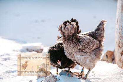 Christopher Lynn Easter Eggers - Pullet -8 week old