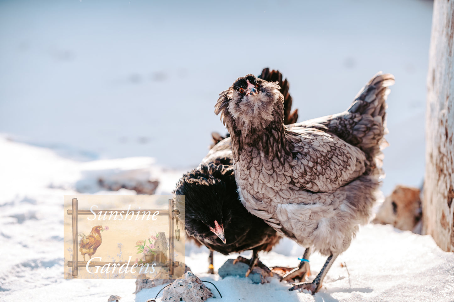 Christopher Lynn Easter Eggers (CLEE) - 12 Hatching Eggs*