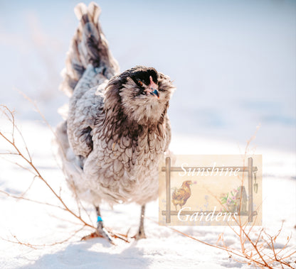 Christopher Lynn Easter Eggers - Pullet -8 week old