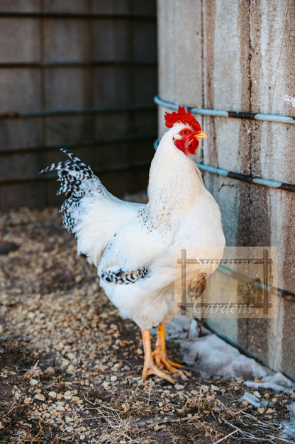 Delaware - 6 Hatching Eggs*