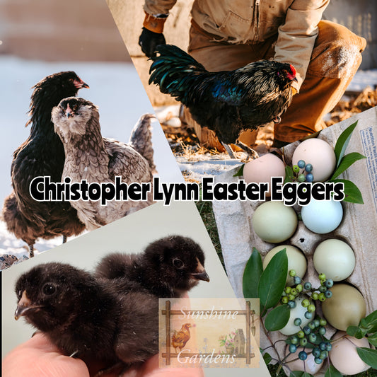 Christopher Lynn Easter Eggers (CLEE) - Straight run ONLY*