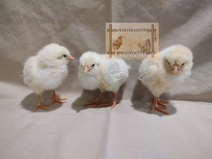 Delaware - 12 Hatching Eggs*