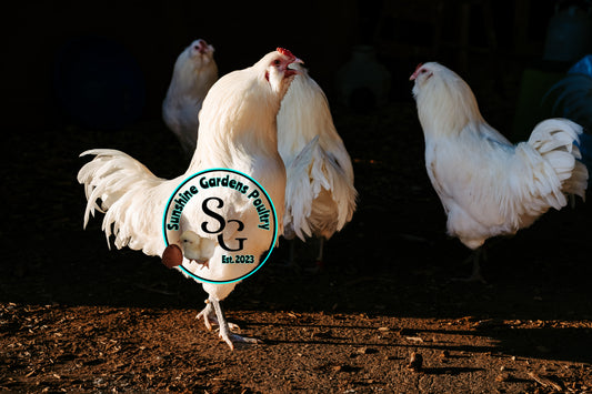 White Ameraucana Cockerel