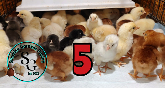 Extra Extra - 5 Chicks Breeder's Choice