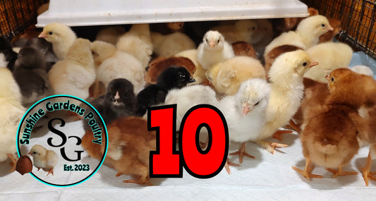 Extra Extra - 10 Chicks Breeder's Choice