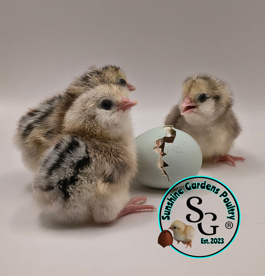 Silver/ Blue Silver Ameraucana - Straight run ONLY