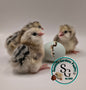 Silver/ Blue Silver Ameraucana - Straight run ONLY