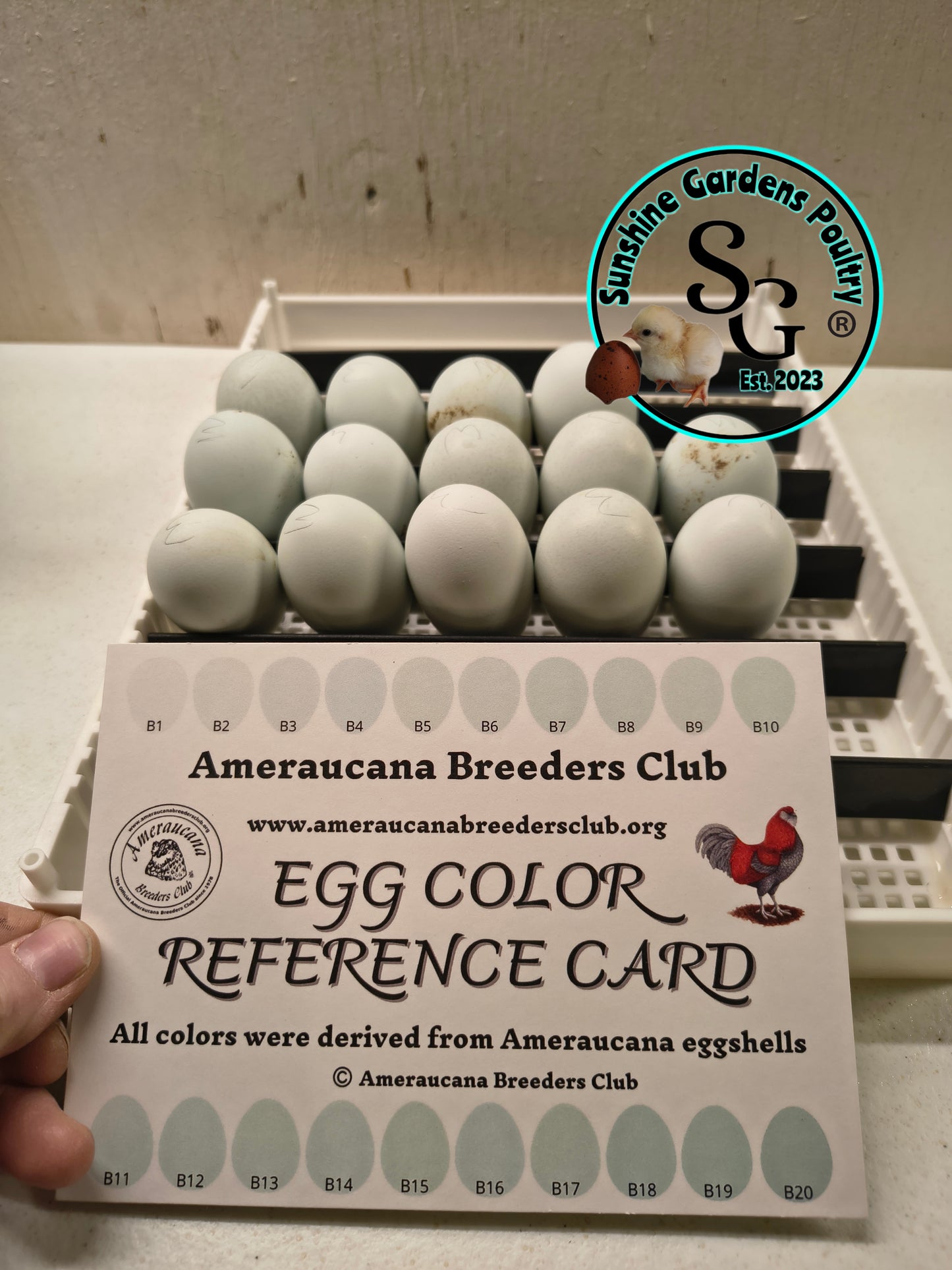 Silver/ Blue Silver Ameraucana - Straight run ONLY