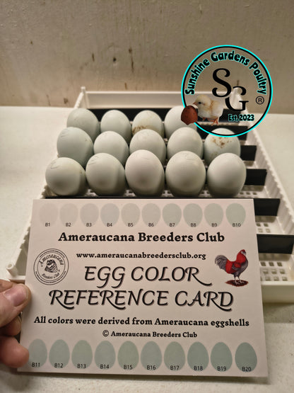 Silver/ Blue Silver Ameraucana - Straight run ONLY