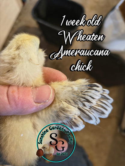 Wheaten (eWh) Ameraucana - Straight run ONLY