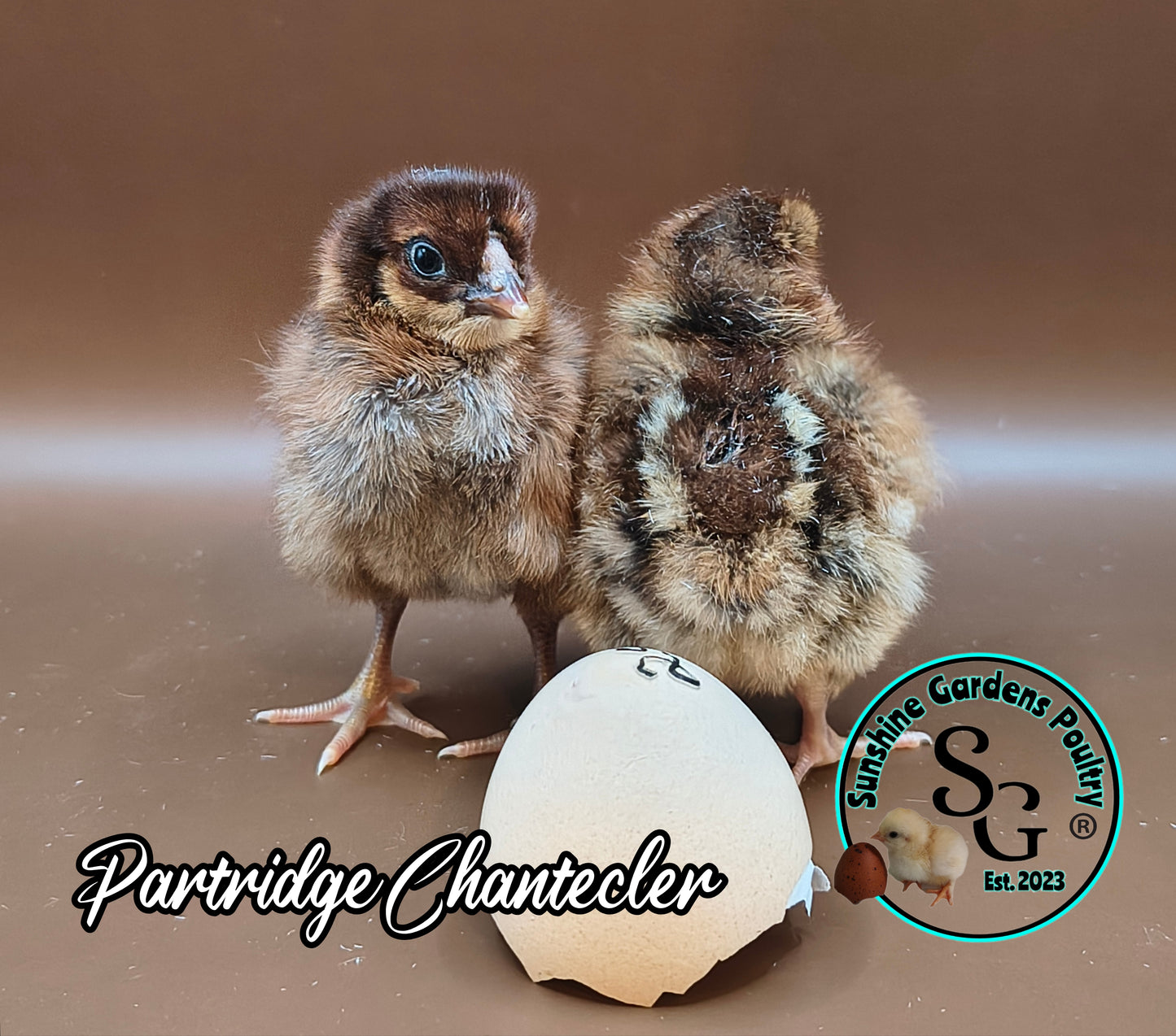 Partridge Chantecler - Straight run ONLY