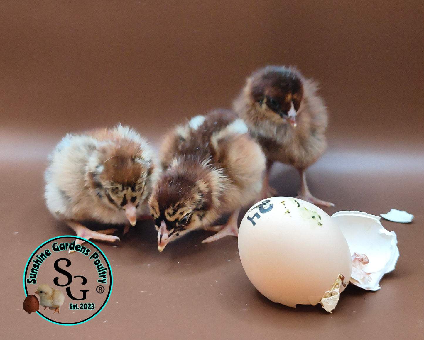 Partridge Chantecler - Straight run ONLY