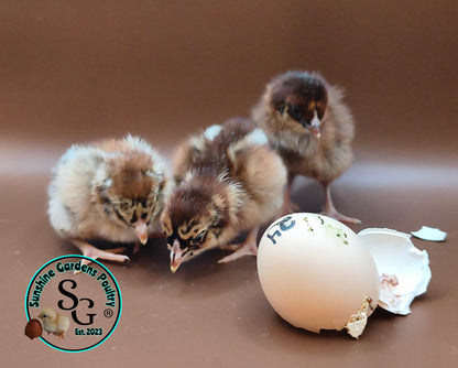 Partridge Chantecler - Straight run ONLY