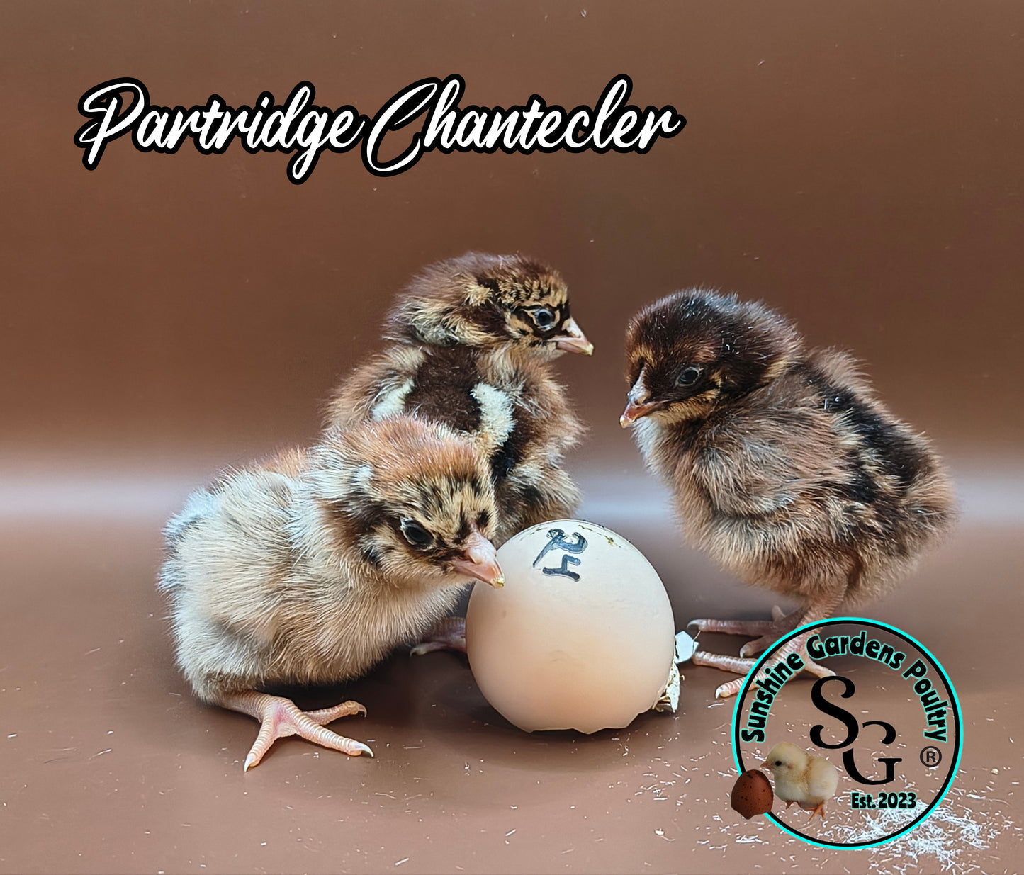Partridge Chantecler - Straight run ONLY