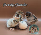 Partridge Chantecler - Straight run ONLY