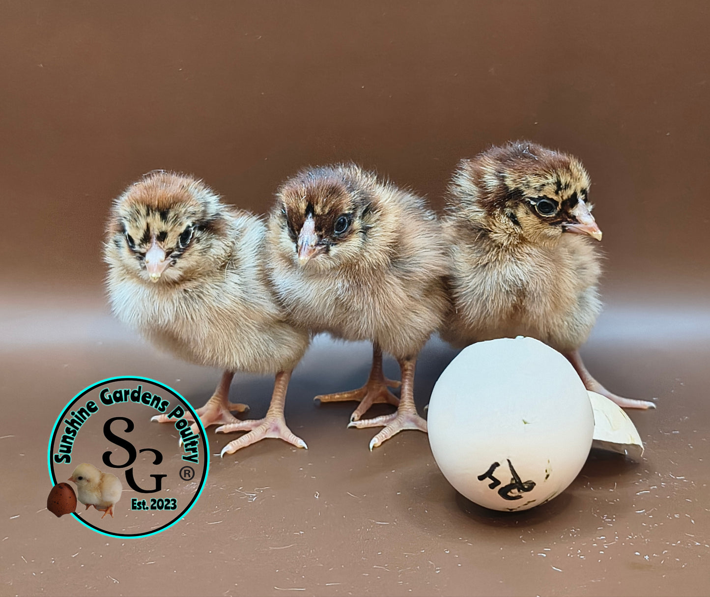 Partridge Chantecler - Straight run ONLY