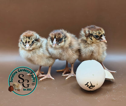 Partridge Chantecler - Straight run ONLY