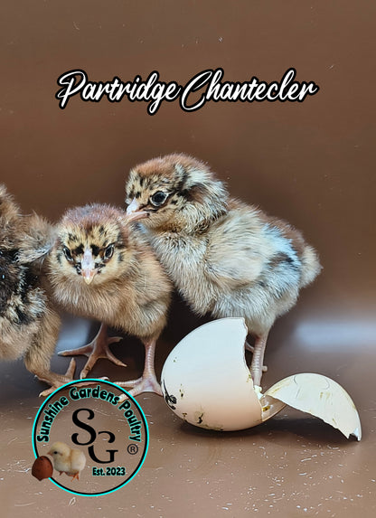 Partridge Chantecler - Straight run ONLY